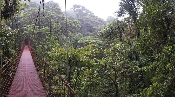 Guided Walk Monteverde Biological Reserve-Johns Nature Tours- - Key Points