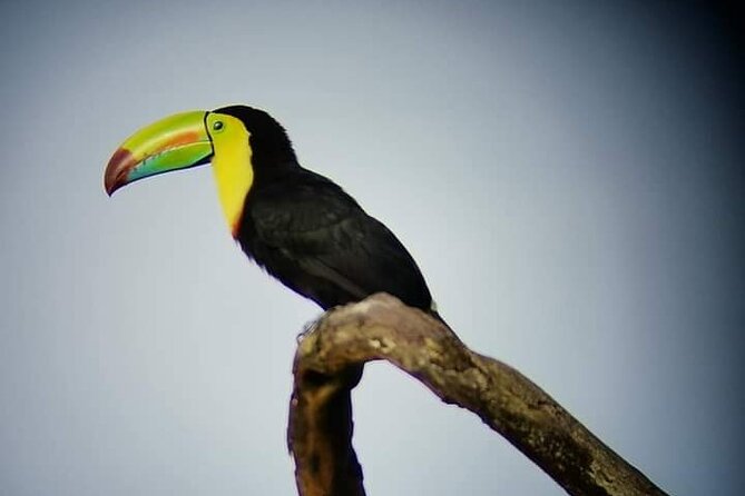 Guided Walk Monteverde Biological Reserve-Johns Nature Tours- - About Johns Nature Tours