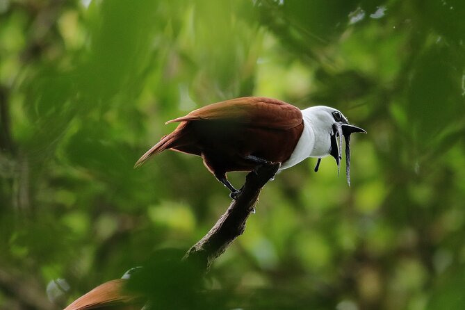 Guided Walk to the Curi Cancha Reserve - Overview of the Tour