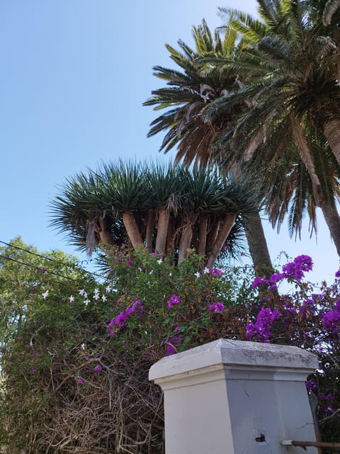 Guided Walking Tour in La Orotava,Tenerife - Iglesia De La Concepción: a Architectural Marvel