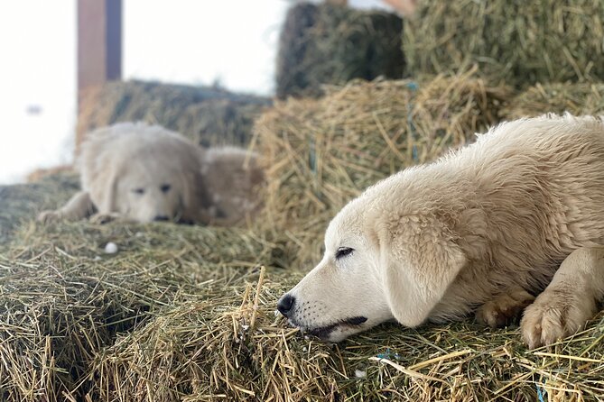 Guided Walking Tour of Methow Meadows and Meet the Animals - Interacting With Animals
