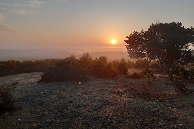Guided Walking Tour of New Forest National Park in Hampshire - Exploring Dramatic Landscapes