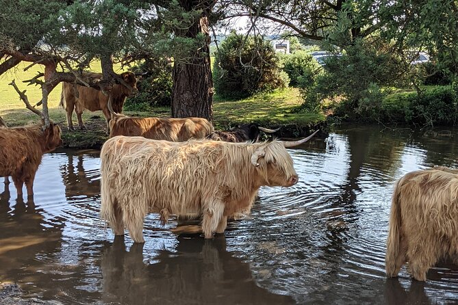 Guided Walking Tour of New Forest National Park in Hampshire - Diverse Ecosystems and Wildlife