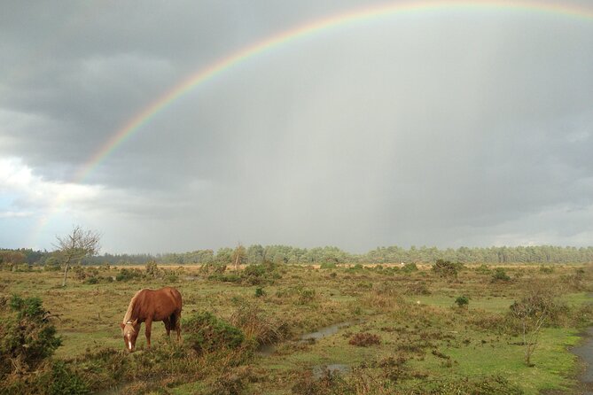 Guided Walking Tour of New Forest National Park in Hampshire - Experienced Guide Insights