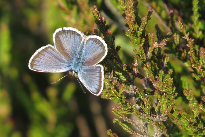 Guided Walking Tour of New Forest National Park in Hampshire - Immersive Scenery Exploration