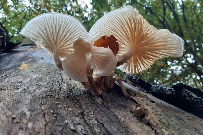 Guided Walking Tour of New Forest National Park in Hampshire - Booking Information and Accessibility