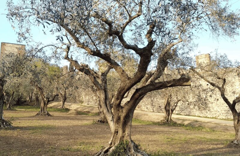 Guided Walking Tour on Verona Hillside - Since Your Asked