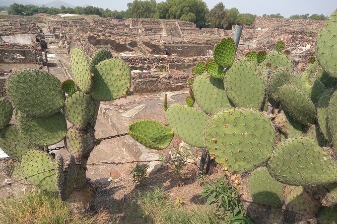 Guided Walking Tour to the Archaeological Zone of Teotihuacán - Frequently Asked Questions