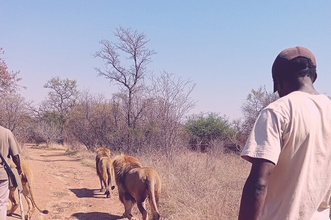 Guided Walking With Lions Bush-Walk Tour - Schedule and Availability
