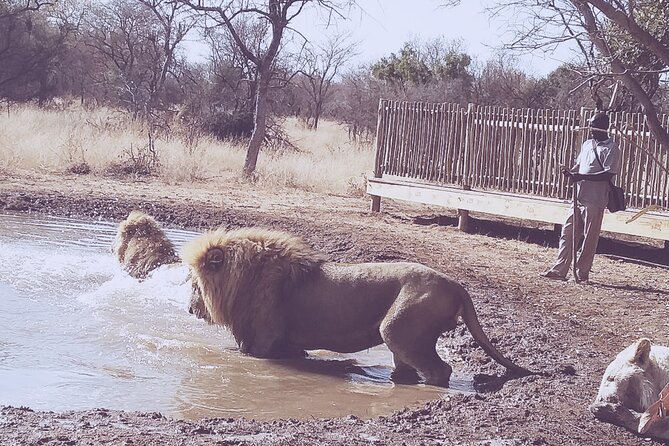 Guided Walking With Lions Bush-Walk Tour - About Ukutula Conservation Center