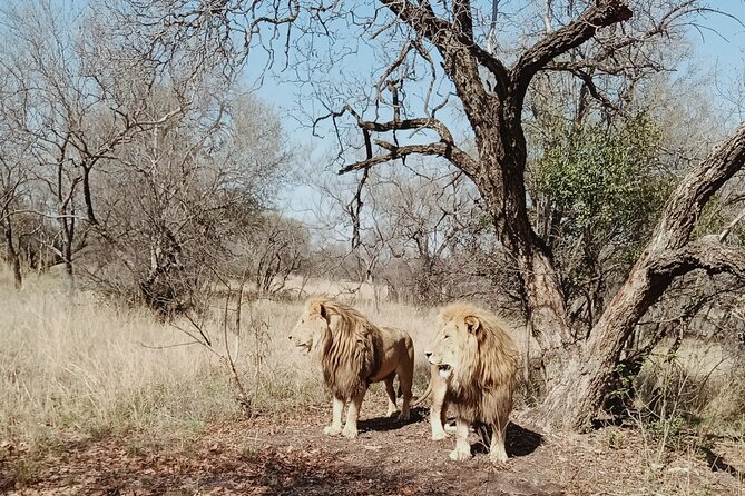 Guided Walking With Lions Bush-Walk Tour - Preparing for the Tour