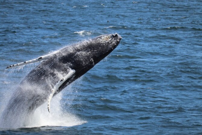 Guided Whale Watching Experience From Reykjavik - Key Points
