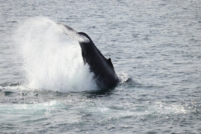 Guided Whale Watching Experience From Reykjavik - What to Expect Onboard
