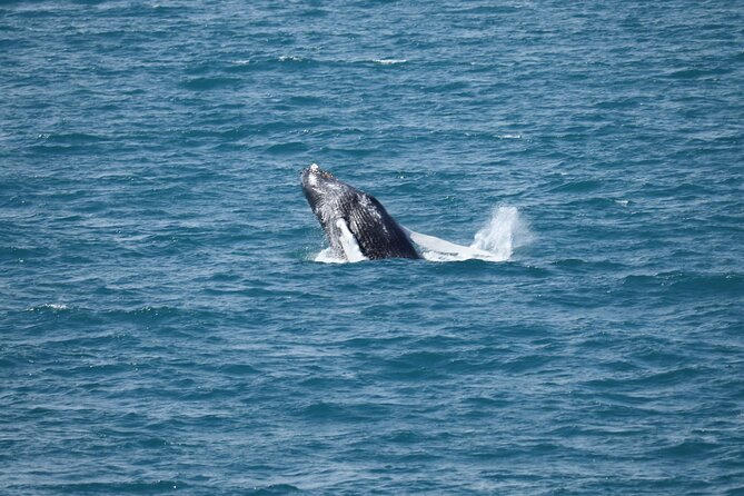 Guided Whale Watching Experience From Reykjavik - Guides and Amenities