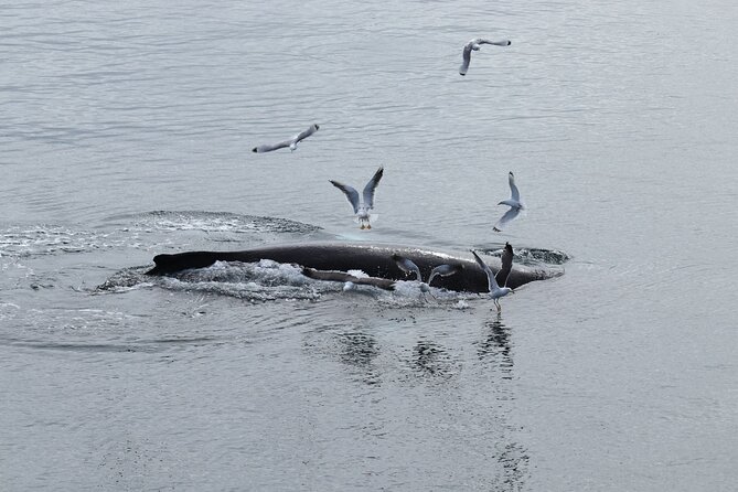 Guided Whale Watching Experience From Reykjavik - Meeting and Accessibility