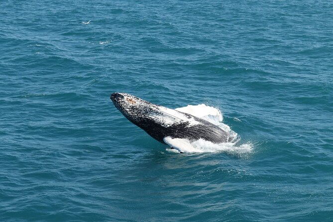 Guided Whale Watching Experience From Reykjavik - Customer Reviews and Feedback