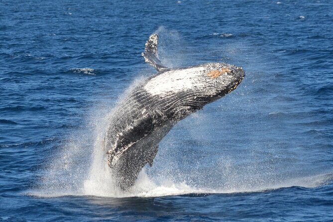 Guided Whale Watching Tour from Long Beach - The Duration and Group Size