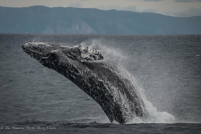 Guided Whale Watching Tour from Long Beach - Reviews: What Others Are Saying