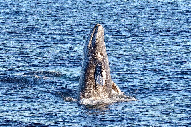 Guided Whale Watching Tour from Long Beach - Practical Tips for Future Travelers