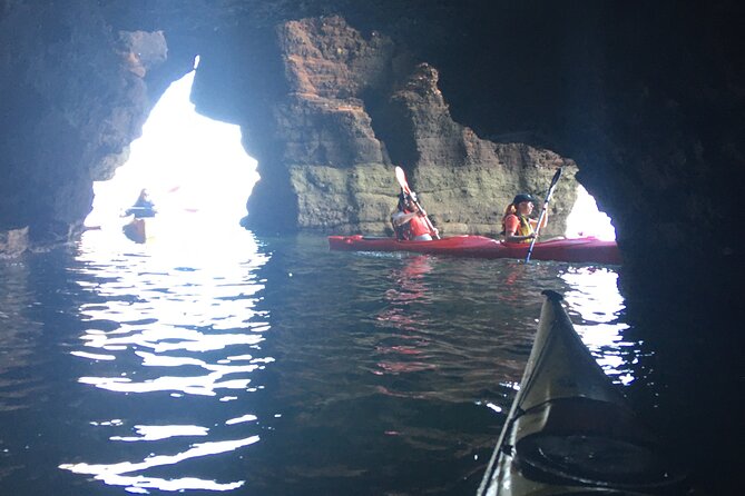 Guided Wildlife and Sea Cave Kayak Safari in English Riviera - Enjoying Beachside Activities