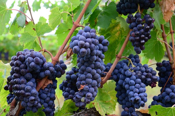 Guided Wine Tour Through the Niagara Wine Trail - Key Points