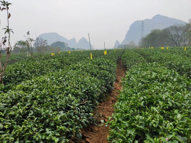 Guilin: Reed Flute Cave and Tea Plantation Private Tour - Reed Flute Cave