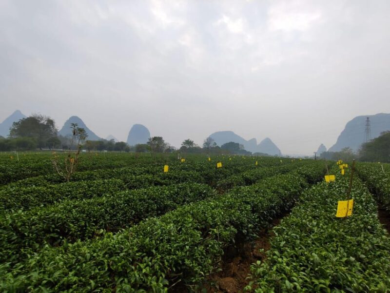 Guilin: Reed Flute Cave and Tea Plantation Private Tour - Tea Performance Show