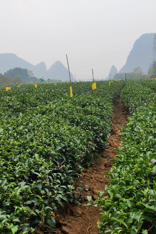 Guilin: Reed Flute Cave and Tea Plantation Private Tour - Inclusions