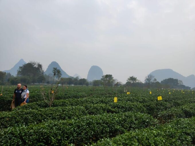 Guilin: Reed Flute Cave and Tea Plantation Private Tour - Tour Highlights