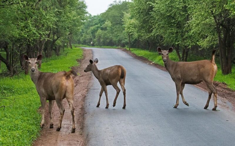 Gujarat: Devalia Park ( Devaliya ) Guided Jeep Safari - Key Points