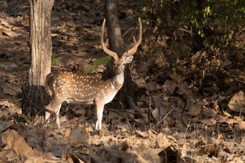Gujarat: Devalia Park ( Devaliya ) Guided Jeep Safari - Itinerary and Transportation