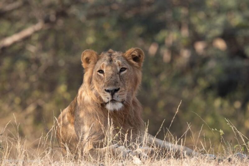 Gujarat: Devalia Park ( Devaliya ) Guided Jeep Safari - Travel Logistics