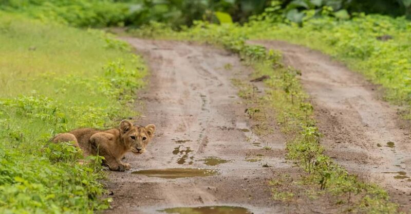 Gujarat: Gir National Park Forest Lion Safari in Open Jeep - Accessibility and Transportation