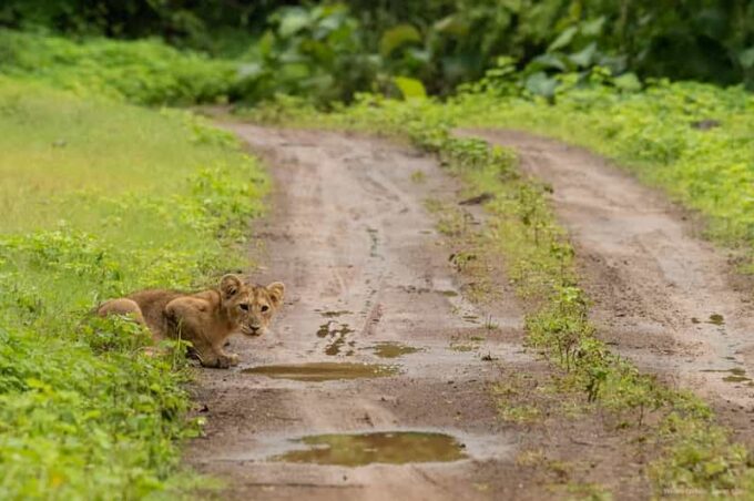 Gujarat: Gir National Park Forest Lion Safari in Open Jeep - Booking and Cancellation Policy
