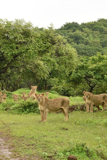 Gujarat: Gir National Park Forest Lion Safari in Open Jeep - Recap