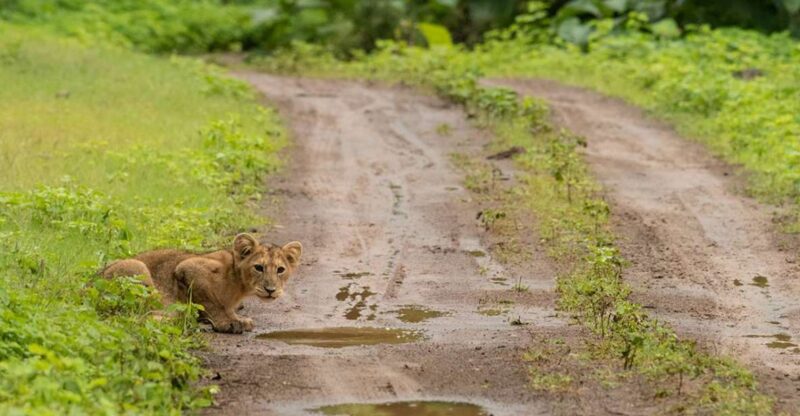 Gujarat: Gir National Park Forest Lion Safari in Open Jeep - Key Points