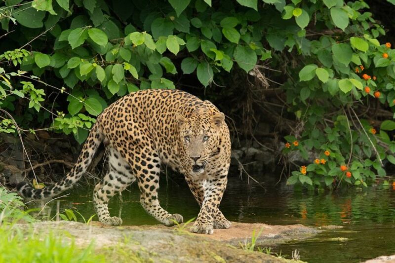 Gujarat: Gir National Park Forest Lion Safari in Open Jeep - Asiatic Lions and Wildlife Diversity