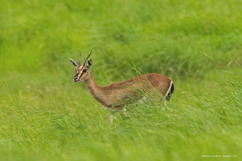 Gujarat: Gir National Park Forest Lion Safari in Open Jeep - Safari Experience and Duration