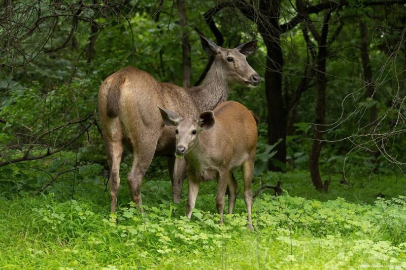 Gujarat: Gir National Park Forest Lion Safari in Open Jeep - Jeep Capacity and Accessibility