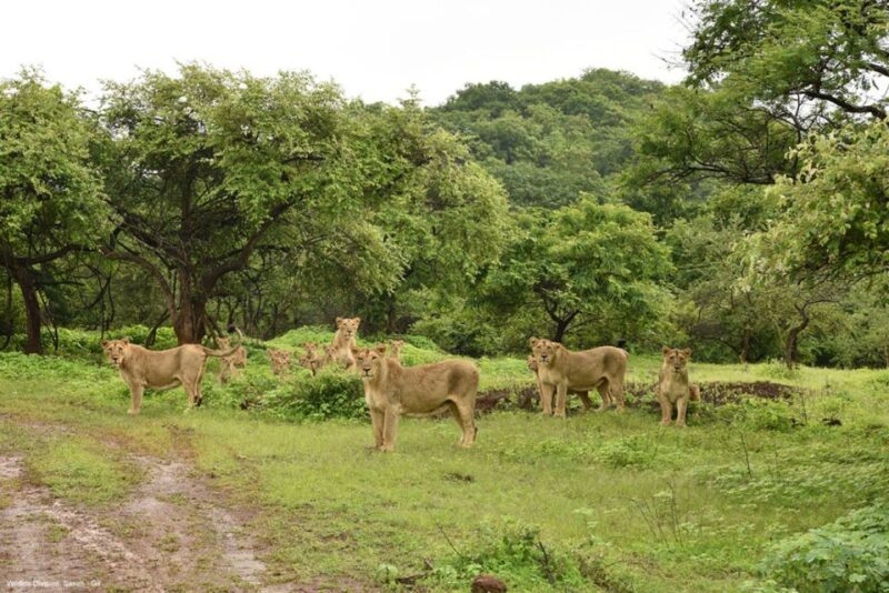 Gujarat: Gir National Park Forest Lion Safari in Open Jeep - Starting Location and Activities