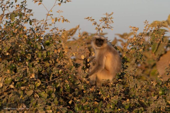 Gujarat: Gir National Park Forest Lion Safari in Open Jeep - Transportation Options to Gir