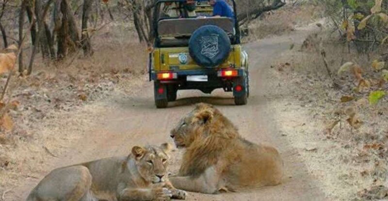 Gujarat: Gir National Park Guided Jeep Safari - Conserving Asiatic Lions