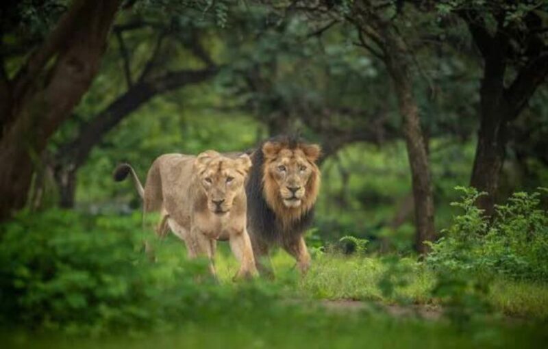Gujarat: Gir National Park Guided Jeep Safari - Safari Experience and Highlights