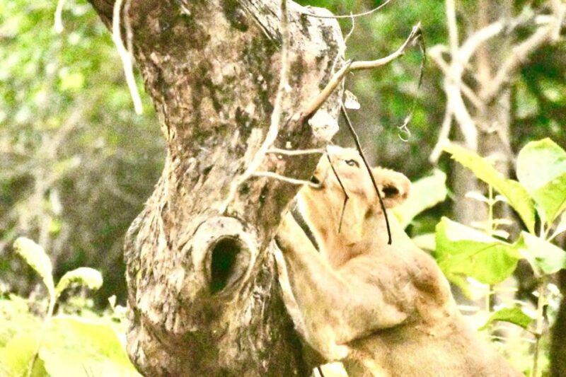 Gujarat: Gir National Park Guided Jeep Safari - Booking Process and Pricing