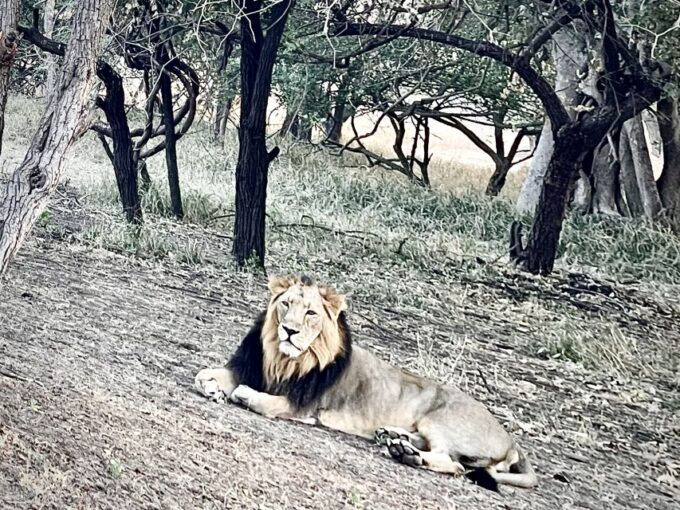 Gujarat: Gir National Park Guided Jeep Safari - Visitor Guidelines and Restrictions
