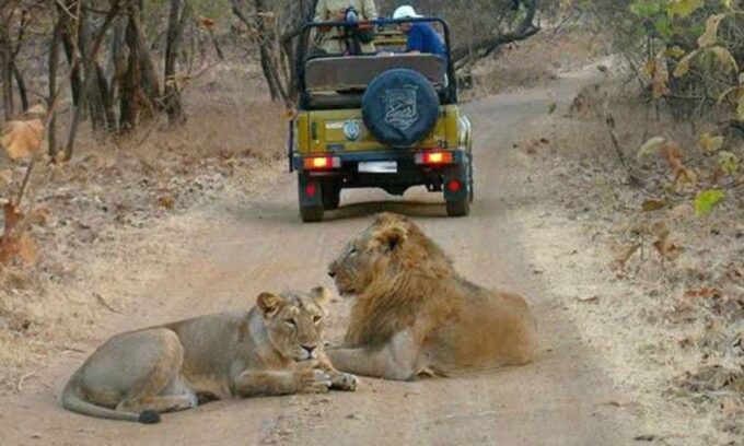 Gujarat: Gir National Park Guided Jeep Safari - Seasonal Variations and Alternatives