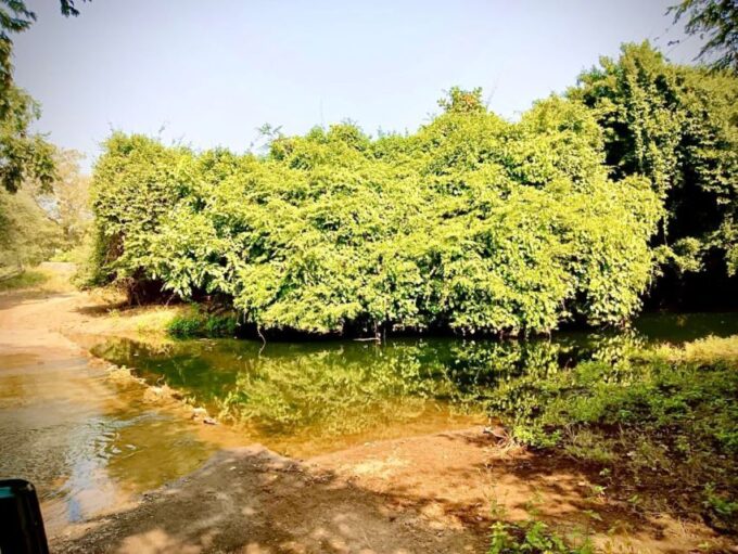 Gujarat: Gir National Park Guided Jeep Safari - Customer Reviews and Feedback