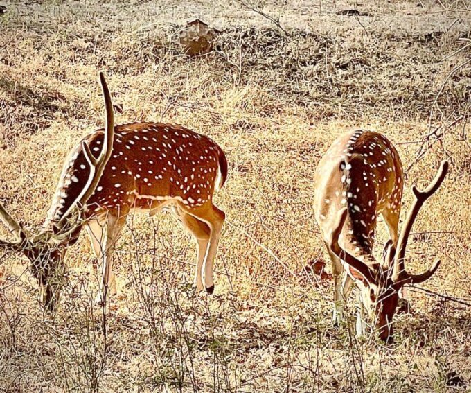 Gujarat: Gir National Park Guided Jeep Safari - Frequently Asked Questions