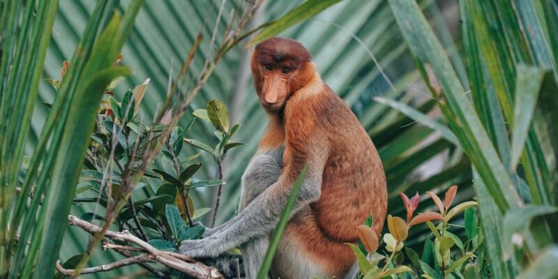 Gunung Gading National Park Tour Kuching Sarawak - Pickup and Transportation