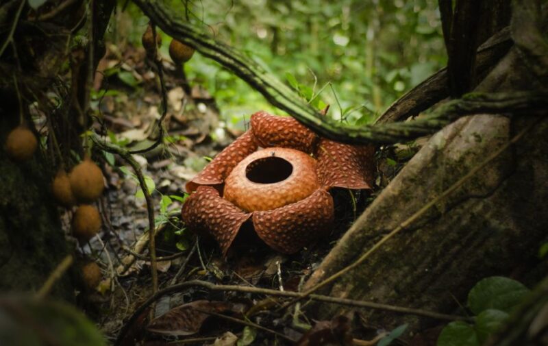 Gunung Gading National Park Tour Kuching Sarawak - Recommended Items for the Tour
